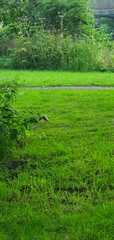 Sciurus carolinensis