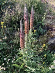 Digitalis parviflora