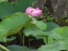 Nelumbonaceae