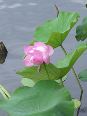 Nelumbonaceae
