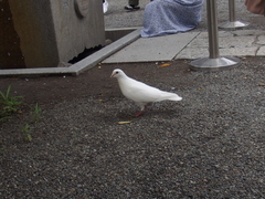 Columba livia domestica