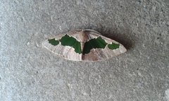 Celenna festivaria