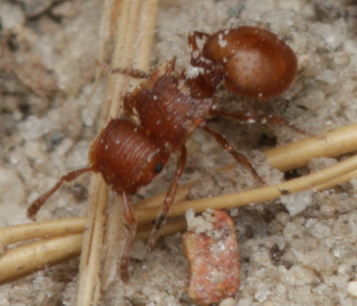 Meranoplus minimus