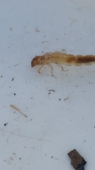 Polyplectropus