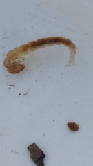 Polyplectropus