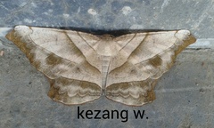 Dalima truncataria