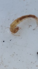 Polyplectropus