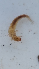 Polyplectropus