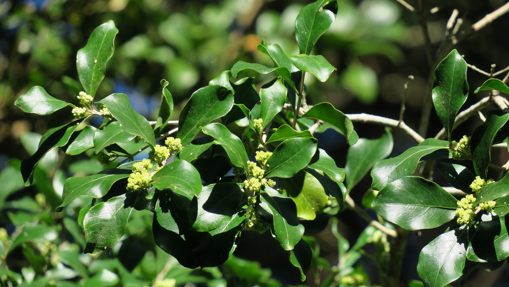 Hard pear from De Stades on July 16, 2021 by wonderwalker · iNaturalist
