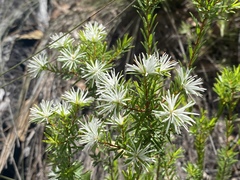 Pseudanthus ligulatus