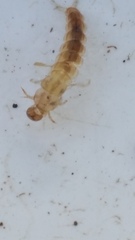 Polyplectropus