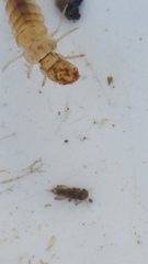 Polyplectropus