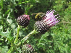 Cirsium uliginosum