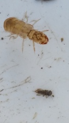 Polyplectropus