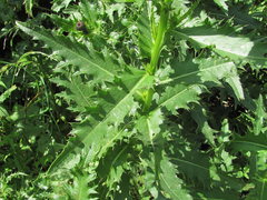 Cirsium uliginosum