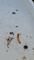 Polyplectropus