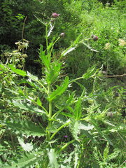 Cirsium uliginosum