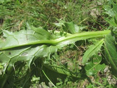 Cirsium uliginosum