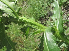 Cirsium uliginosum