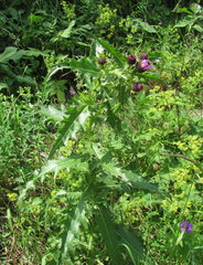 Cirsium uliginosum