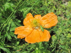 Papaver oreophilum