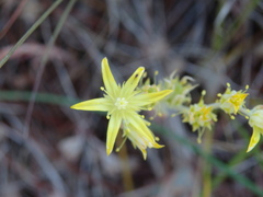 Petrosedum pruinatum