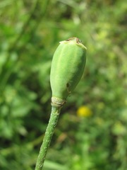 Papaver oreophilum