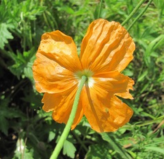 Papaver oreophilum