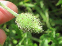 Papaver oreophilum