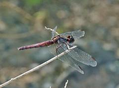 Erythrodiplax justiniana
