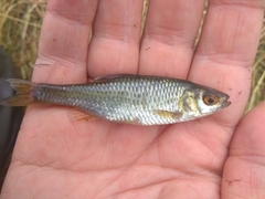 Petroleuciscus borysthenicus