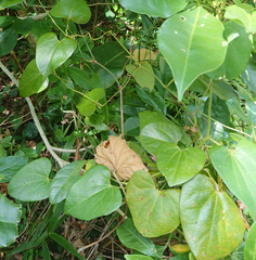 Aristolochia shimadae