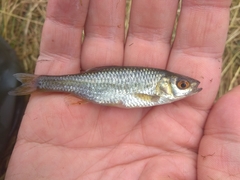 Petroleuciscus borysthenicus