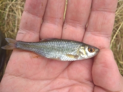 Petroleuciscus borysthenicus