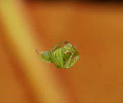 Cetratus