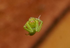 Cetratus