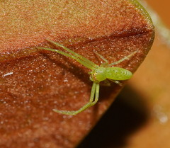 Cetratus