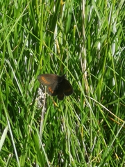 Erebia pharte