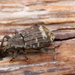 Plinthus findeli - Photo (c) Fabian A. Boetzl, some rights reserved (CC BY-NC), uploaded by Fabian A. Boetzl