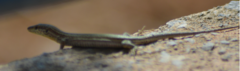 Podarcis liolepis