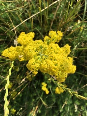 Galium verum