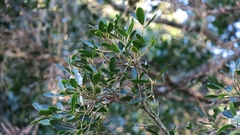 Apodytes dimidiata dimidiata