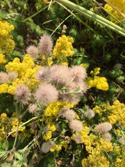 Trifolium arvense