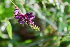Wisteriopsis reticulata