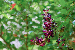 Wisteriopsis reticulata