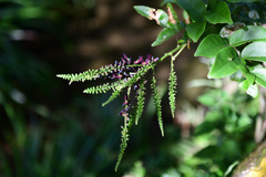 Wisteriopsis reticulata