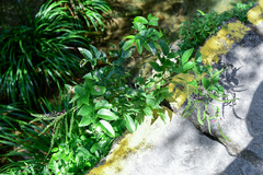 Wisteriopsis reticulata