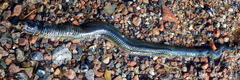 Alitta virens