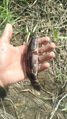 Oxyeleotris marmorata