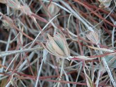 Petrosedum pruinatum